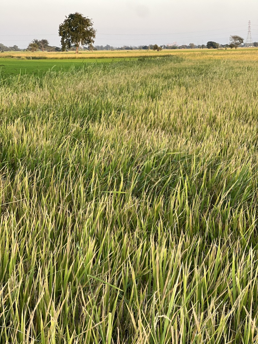 セッカ - ML647279716