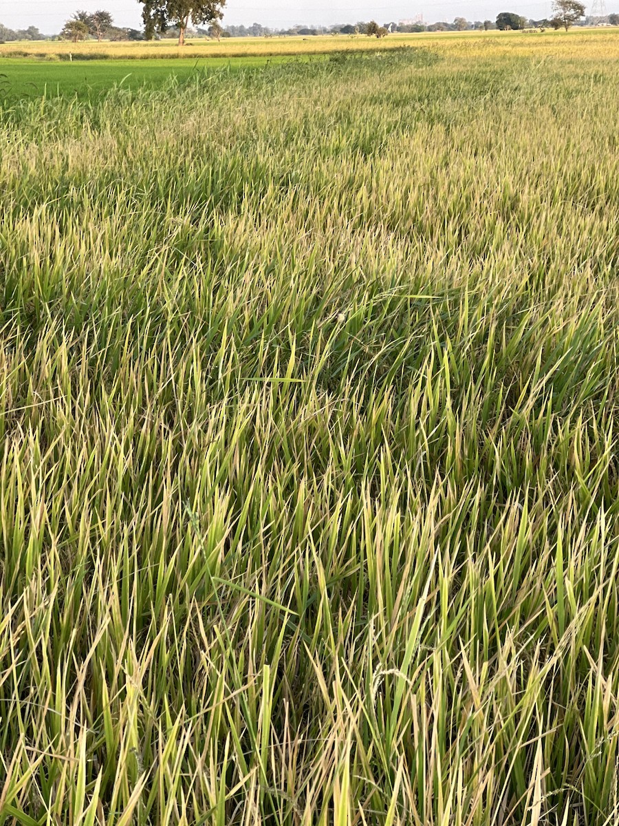 セッカ - ML647279717