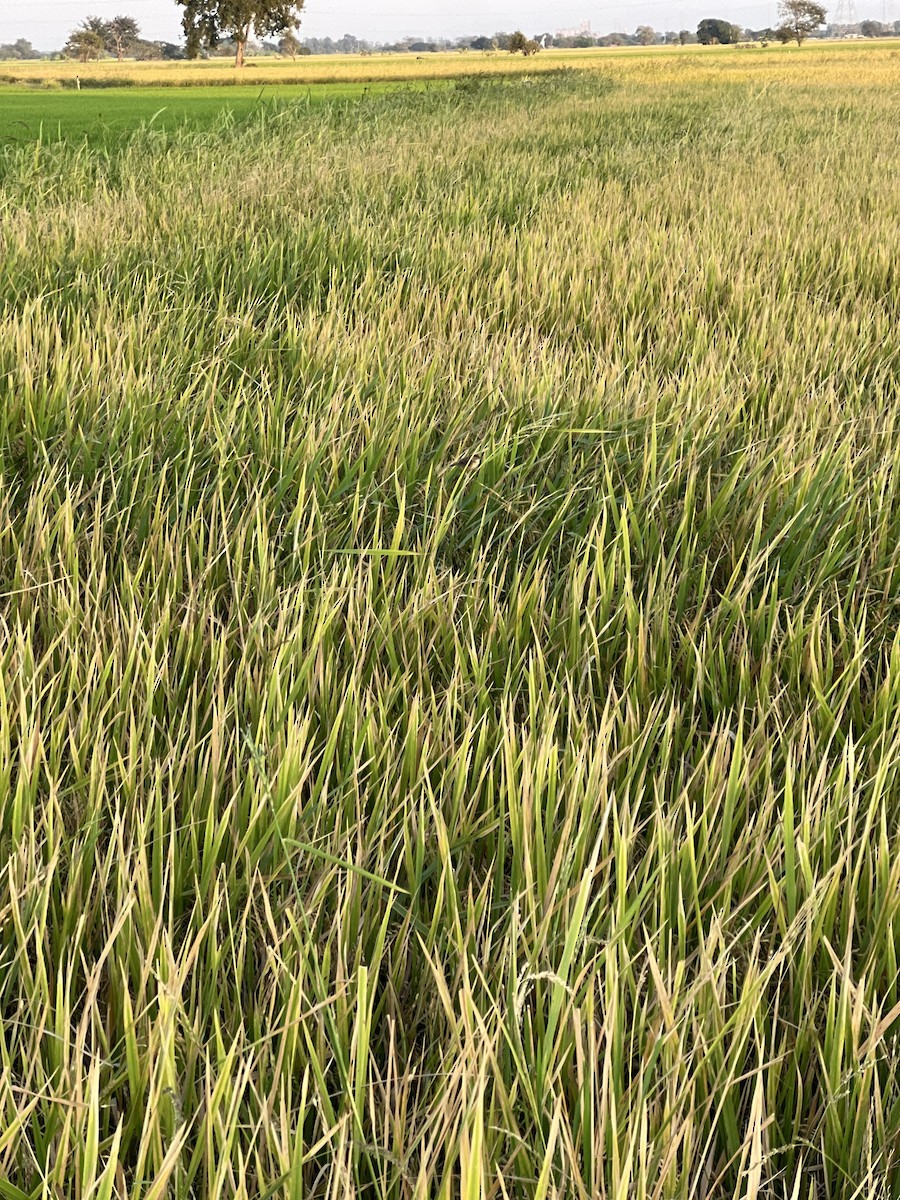 セッカ - ML647279718