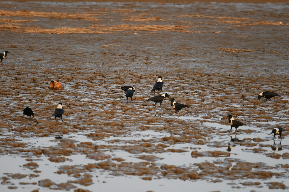 クビワガラス - ML647279720