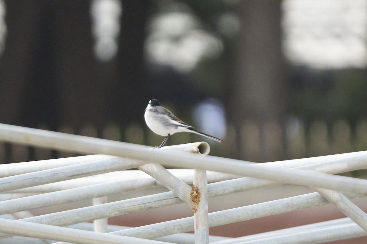 ハクセキレイ - ML647279721