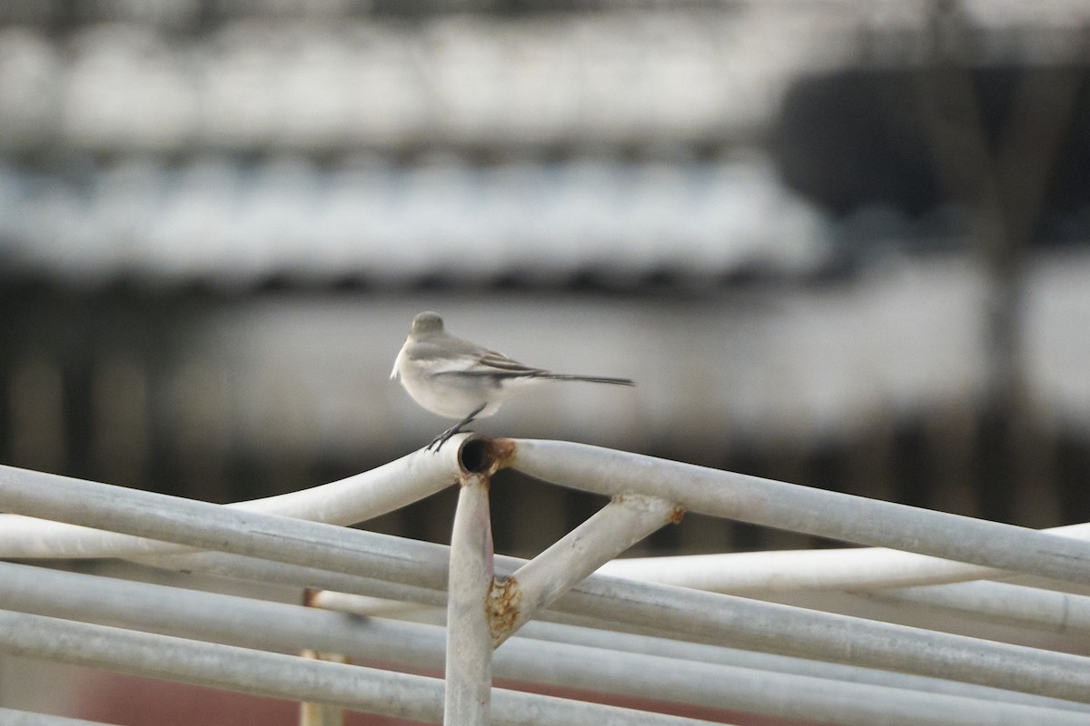 ハクセキレイ - ML647279722