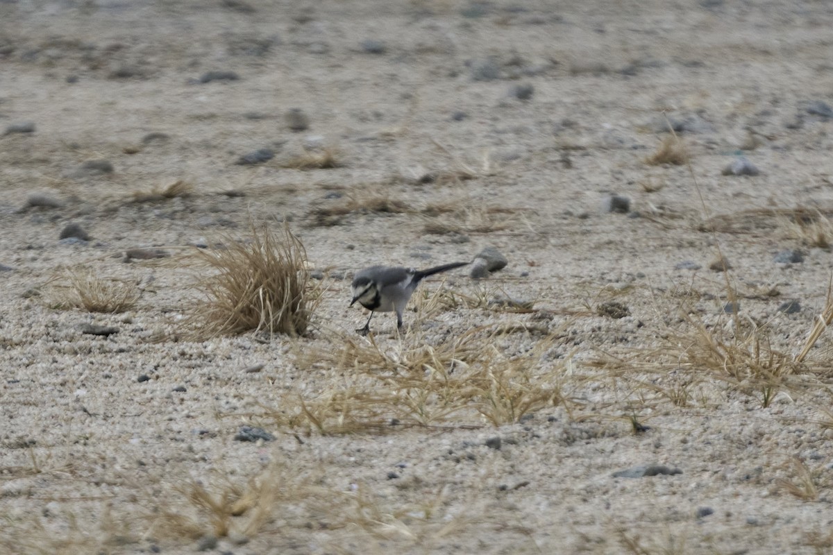 ハクセキレイ - ML647279723