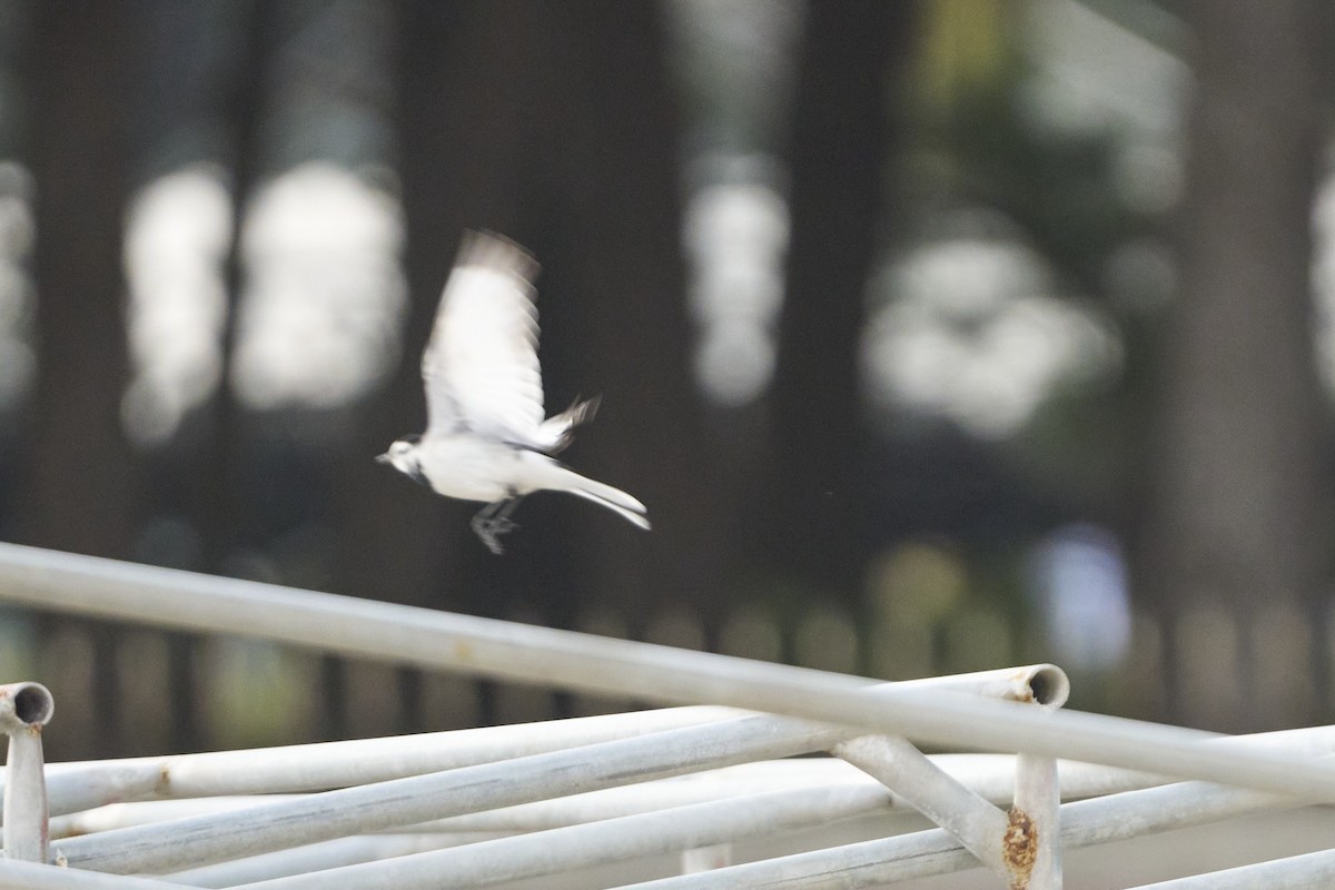 ハクセキレイ - ML647279724