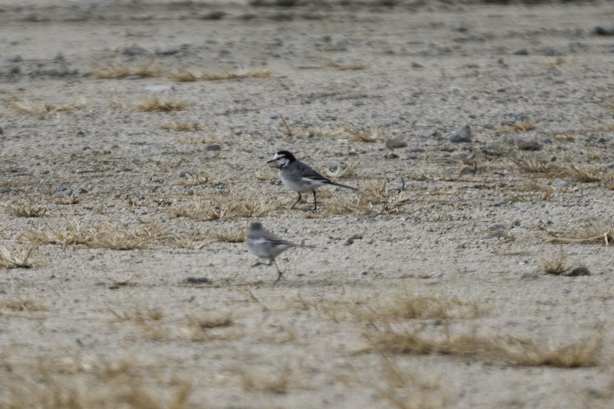 ハクセキレイ - ML647279725