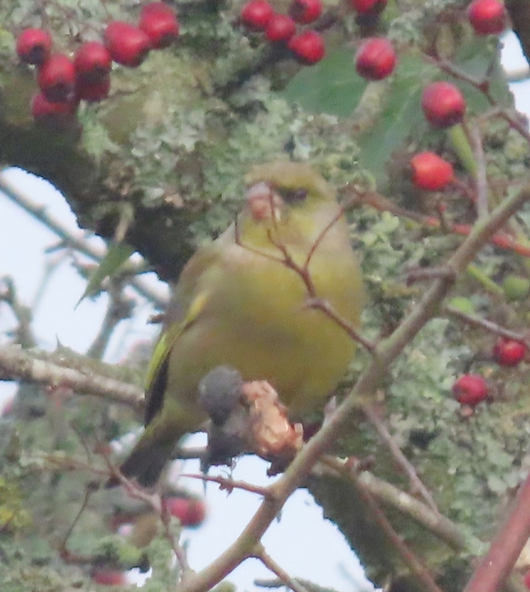 アオカワラヒワ - ML647279726