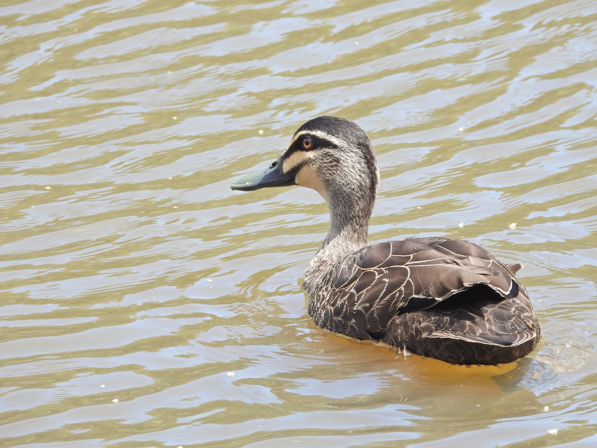 マミジロカルガモ - ML647279730