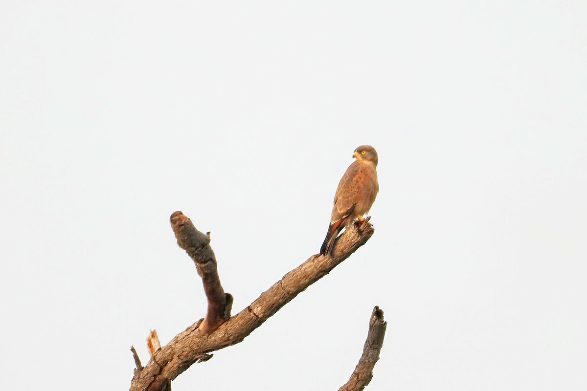 アフリカサシバ - ML647279731