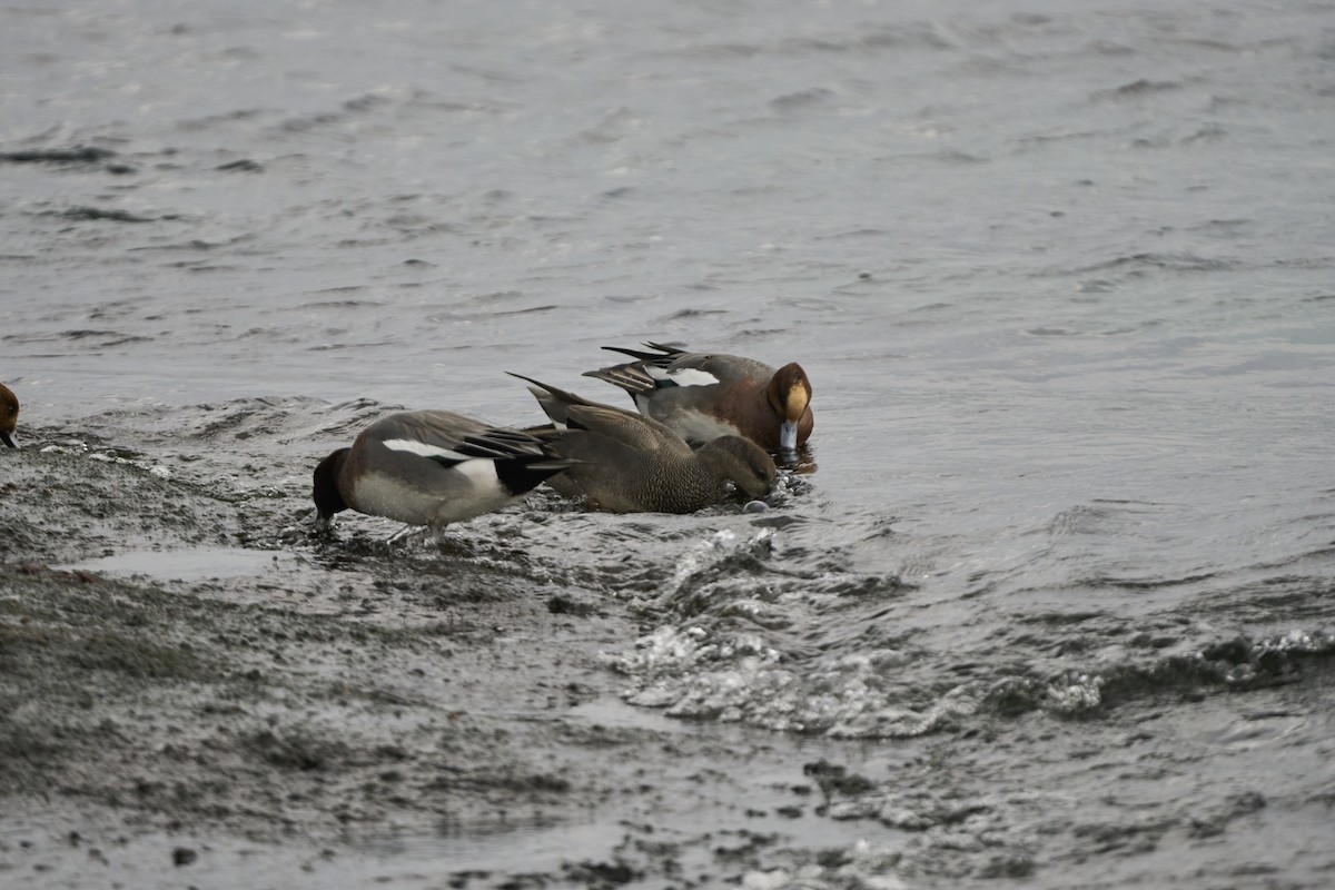 オカヨシガモ - ML647279732