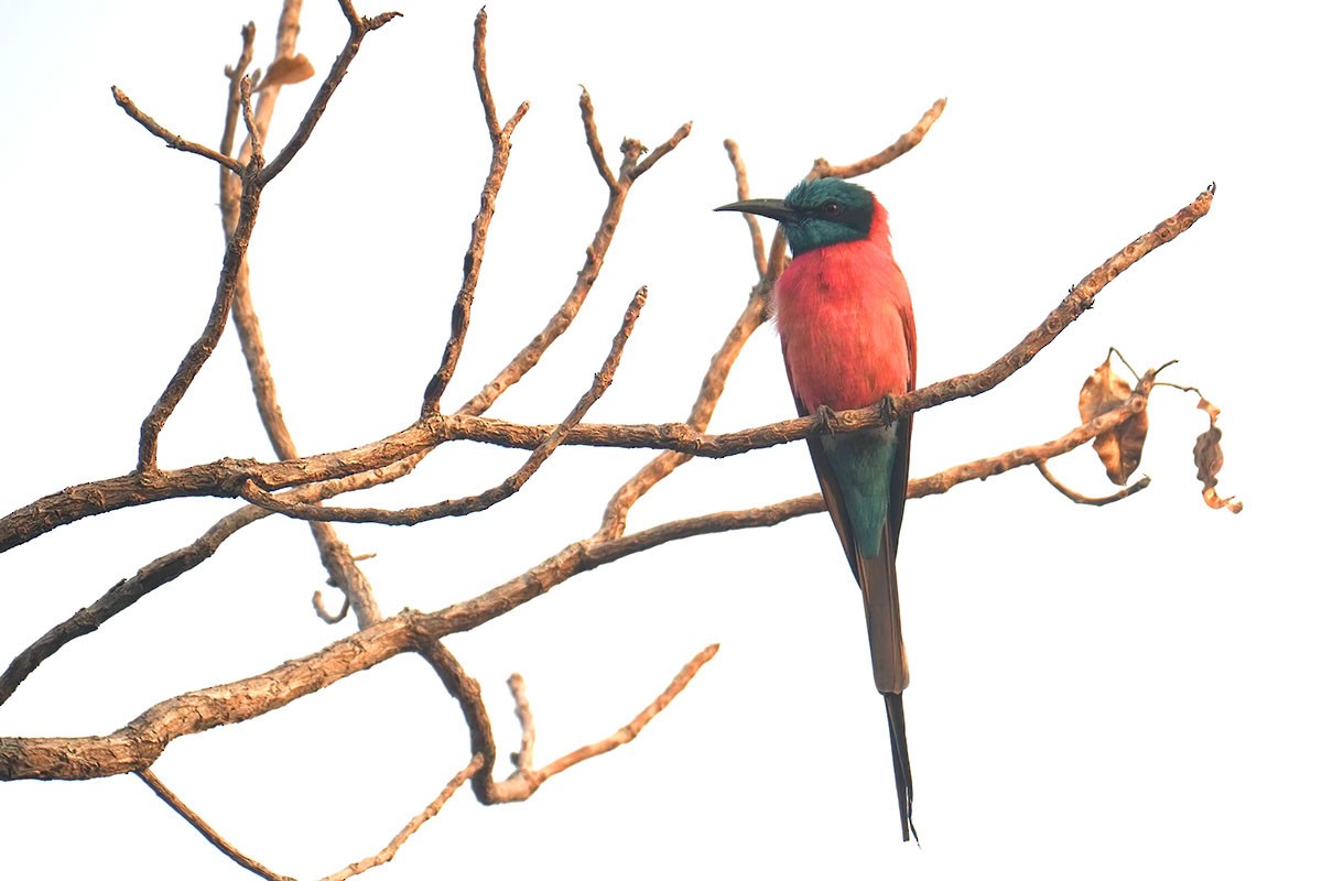 キタベニハチクイ - ML647279733