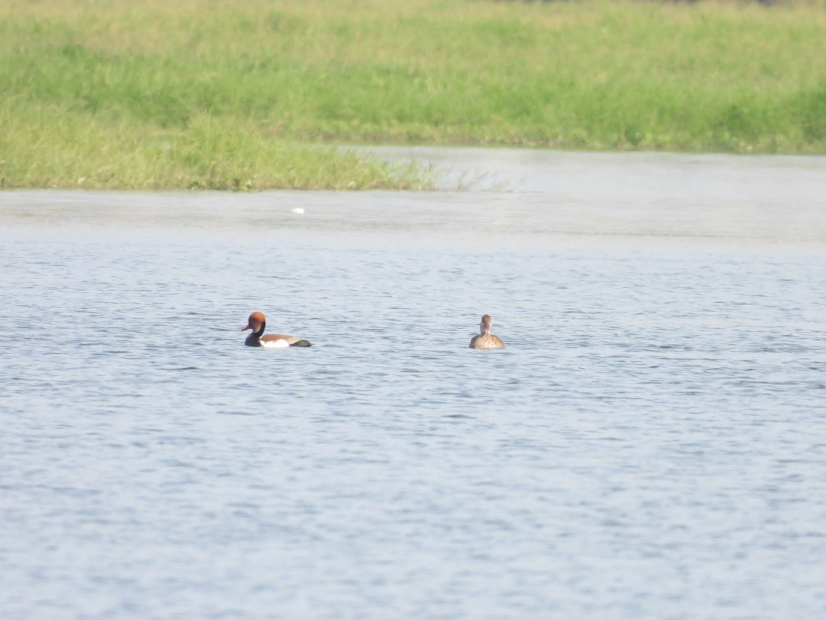 アカハシハジロ - ML647279734