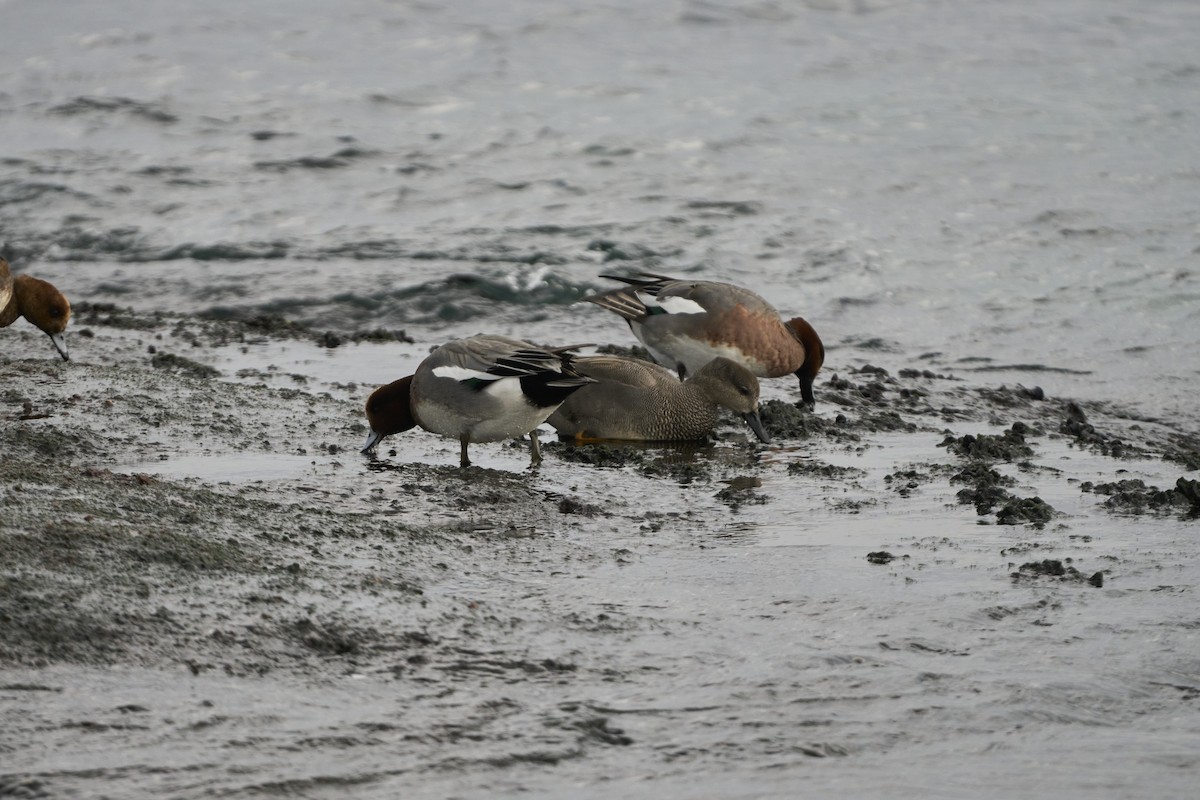 ヒドリガモ - ML647279735