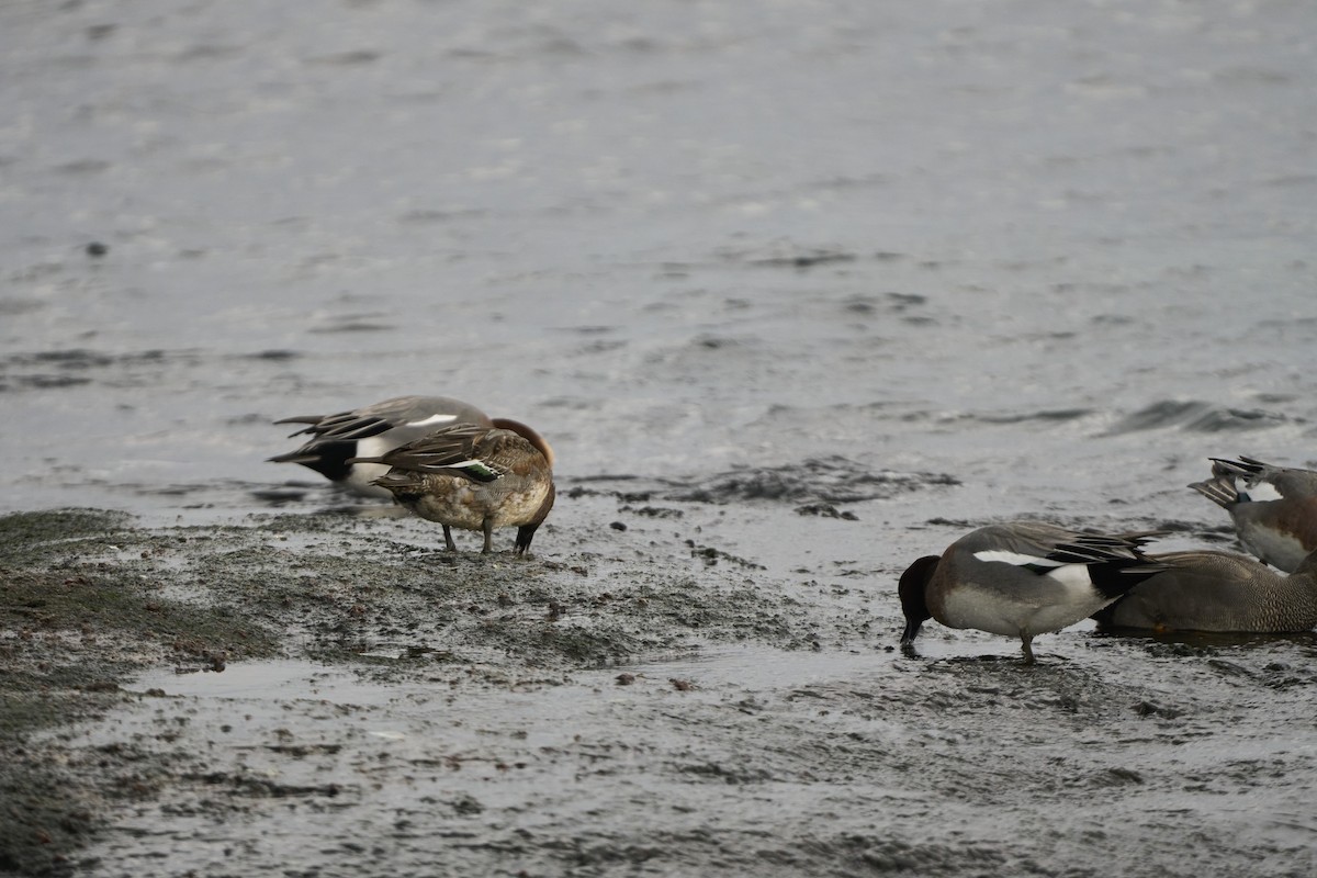 ヒドリガモ - ML647279736