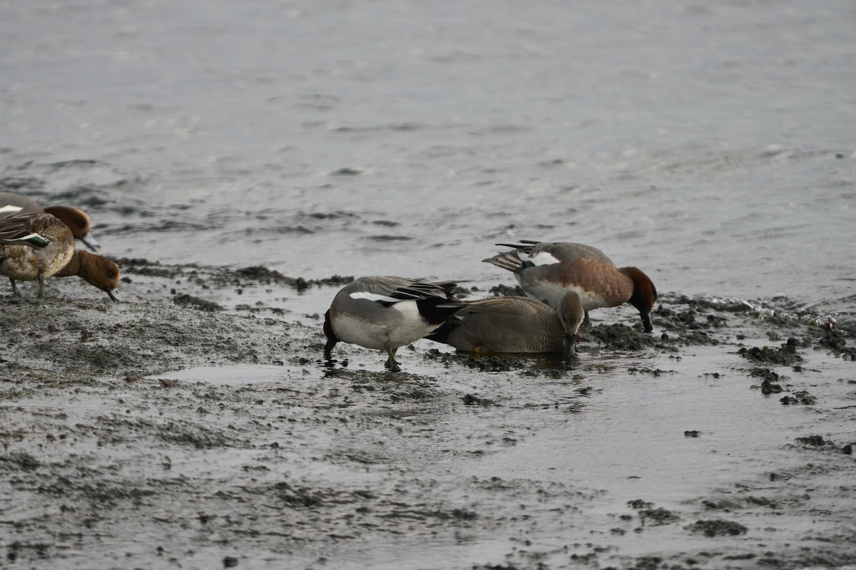 ヒドリガモ - ML647279737