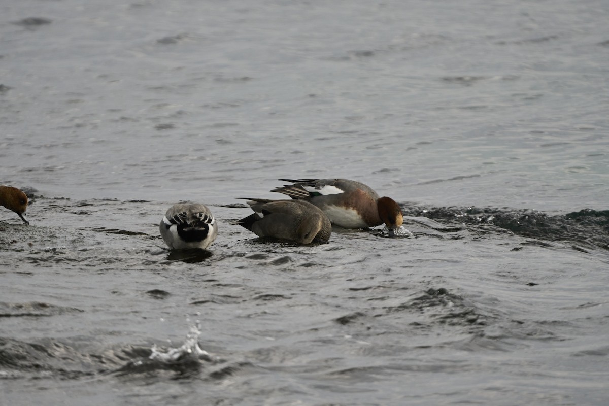 ヒドリガモ - ML647279738