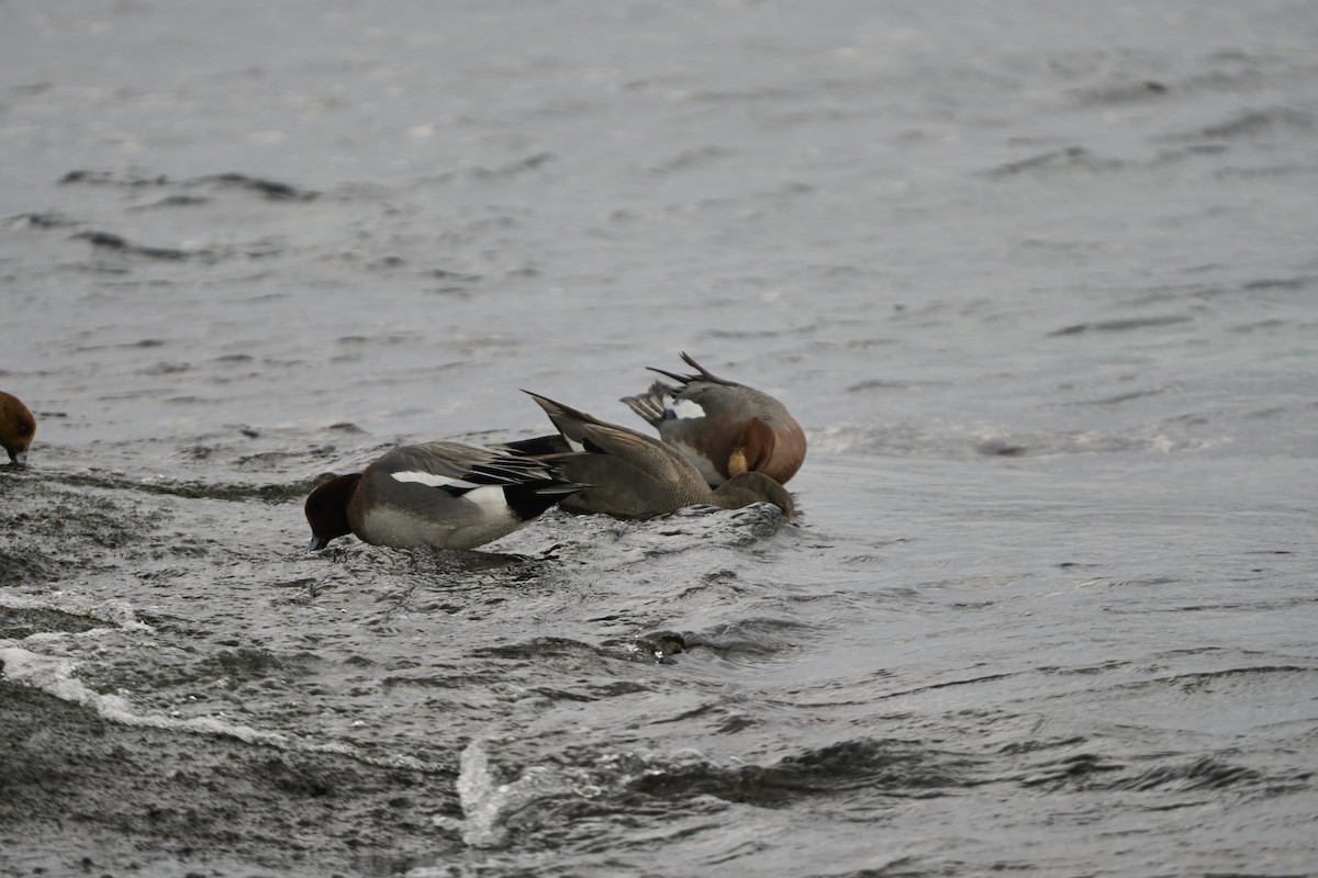 ヒドリガモ - ML647279739