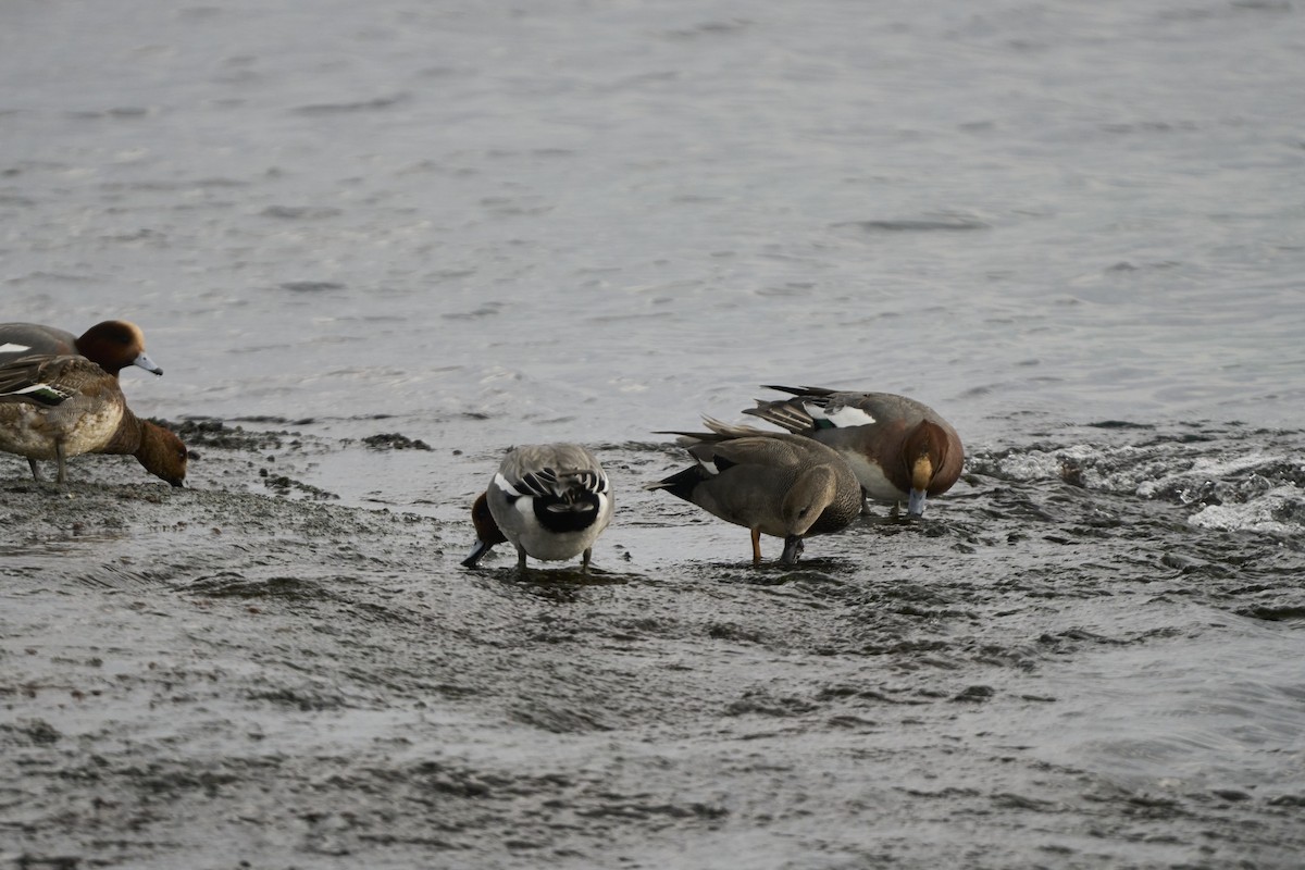 ヒドリガモ - ML647279740