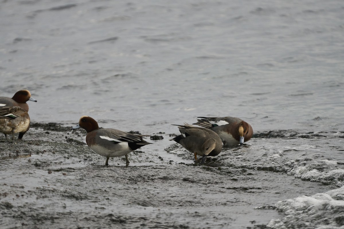 ヒドリガモ - ML647279741