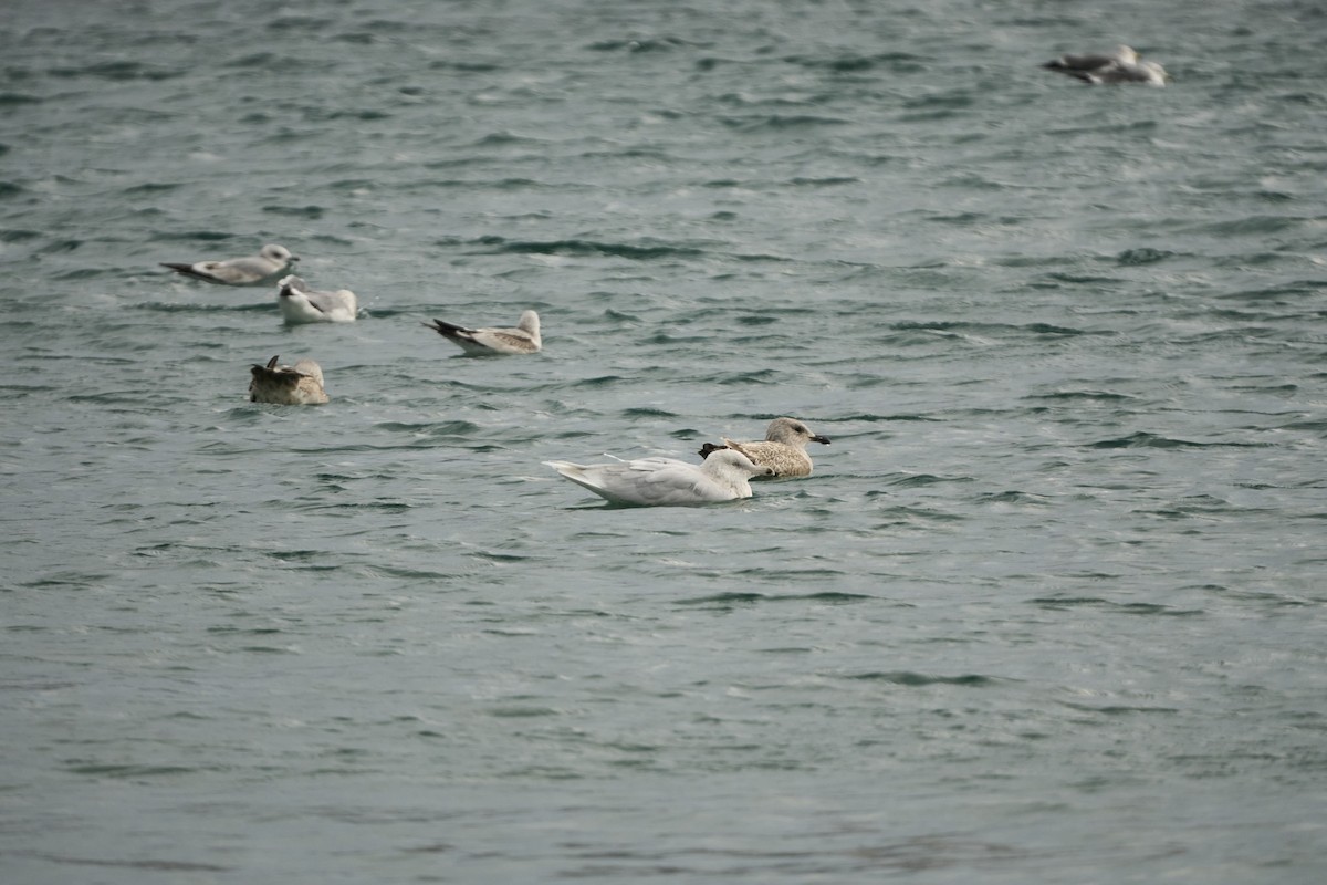 シロカモメ - ML647279747