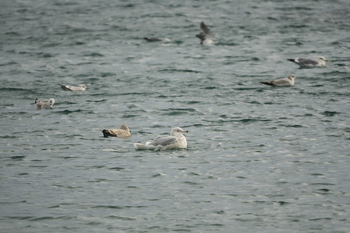 Gavión Hiperbóreo - ML647279748