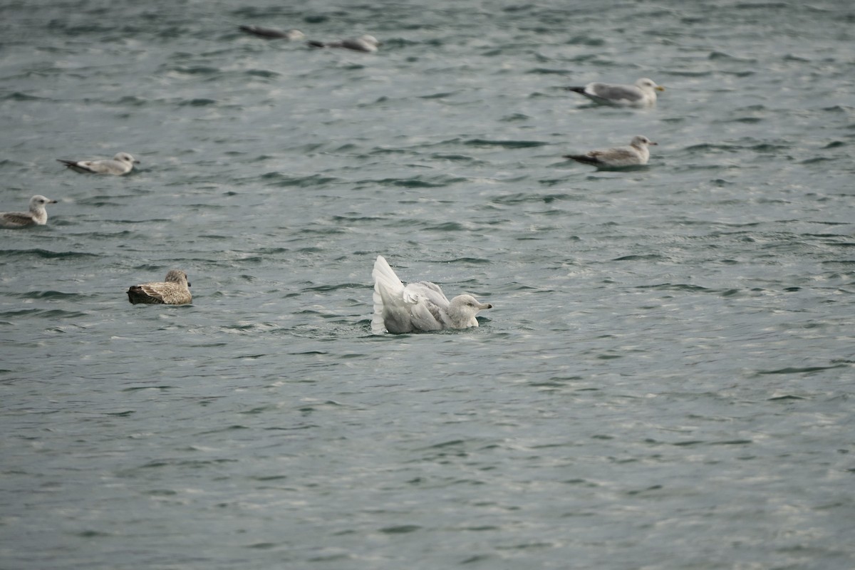 シロカモメ - ML647279749