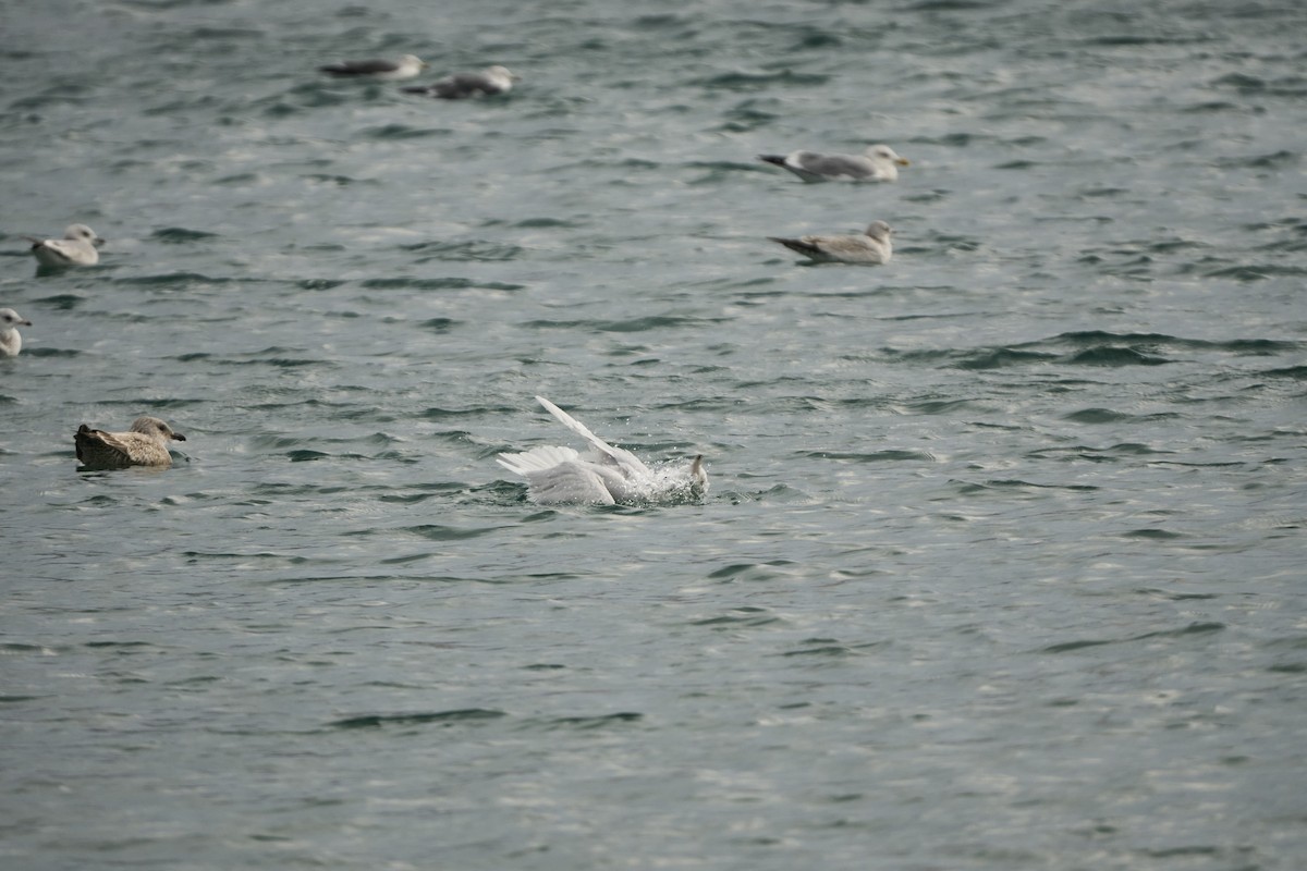 シロカモメ - ML647279750