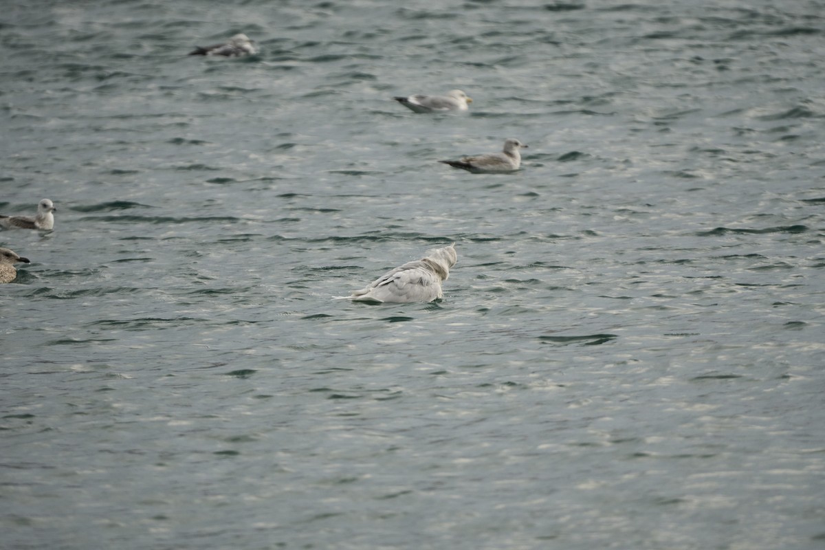 シロカモメ - ML647279751