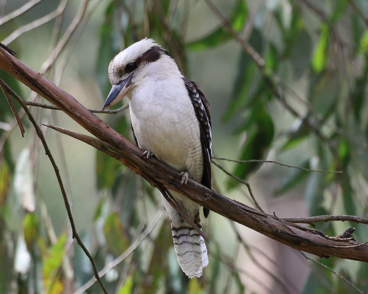 ワライカワセミ - ML647279752