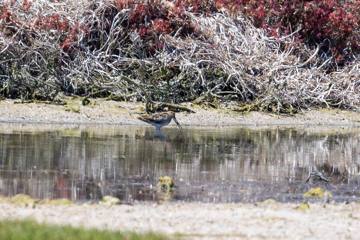 オオジシギ - ML647279753