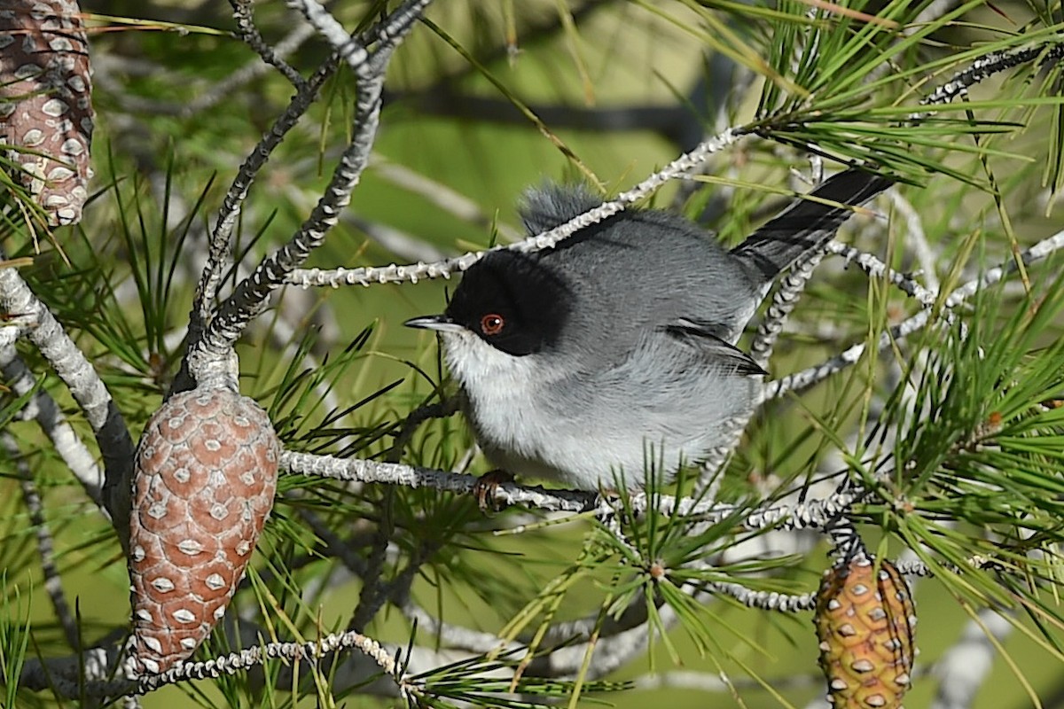 クロガシラムシクイ - ML647279754
