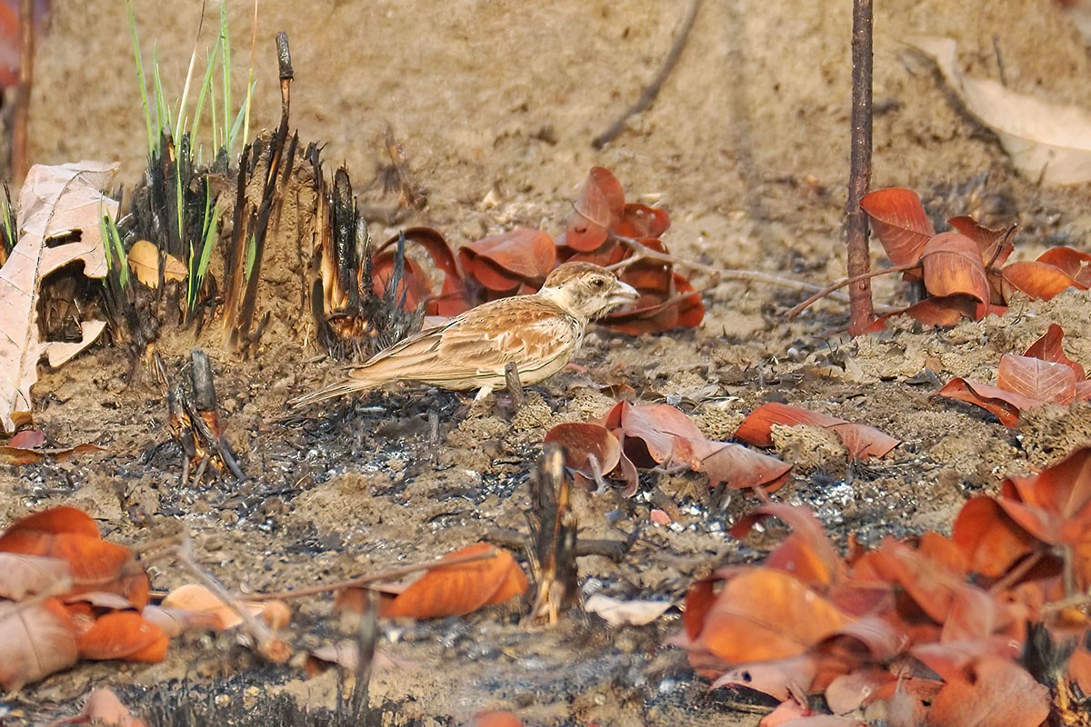 Kestane Sırtlı Serçe Toygarı - ML647279756