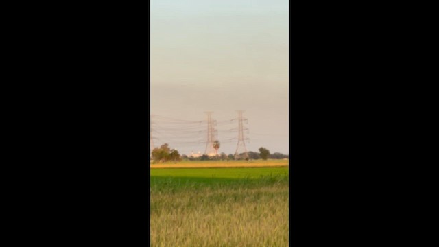 Osprey - ML647279766