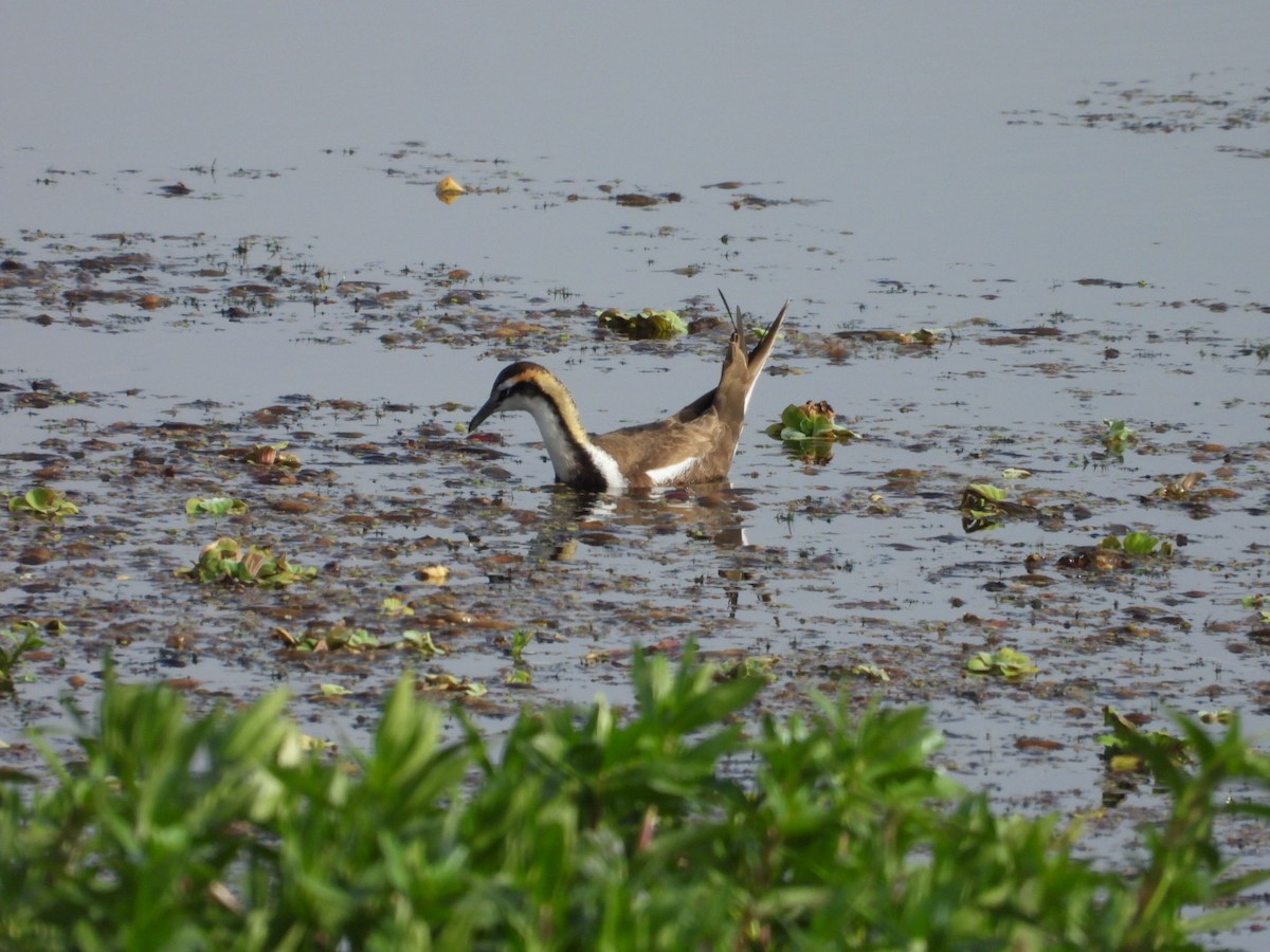 Jacana à longue queue - ML647279768