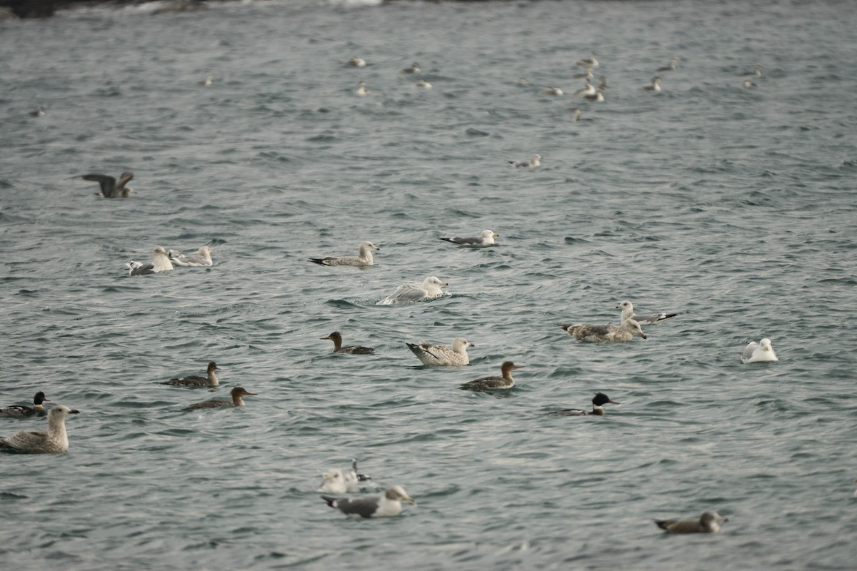 Gavión Hiperbóreo - ML647279773