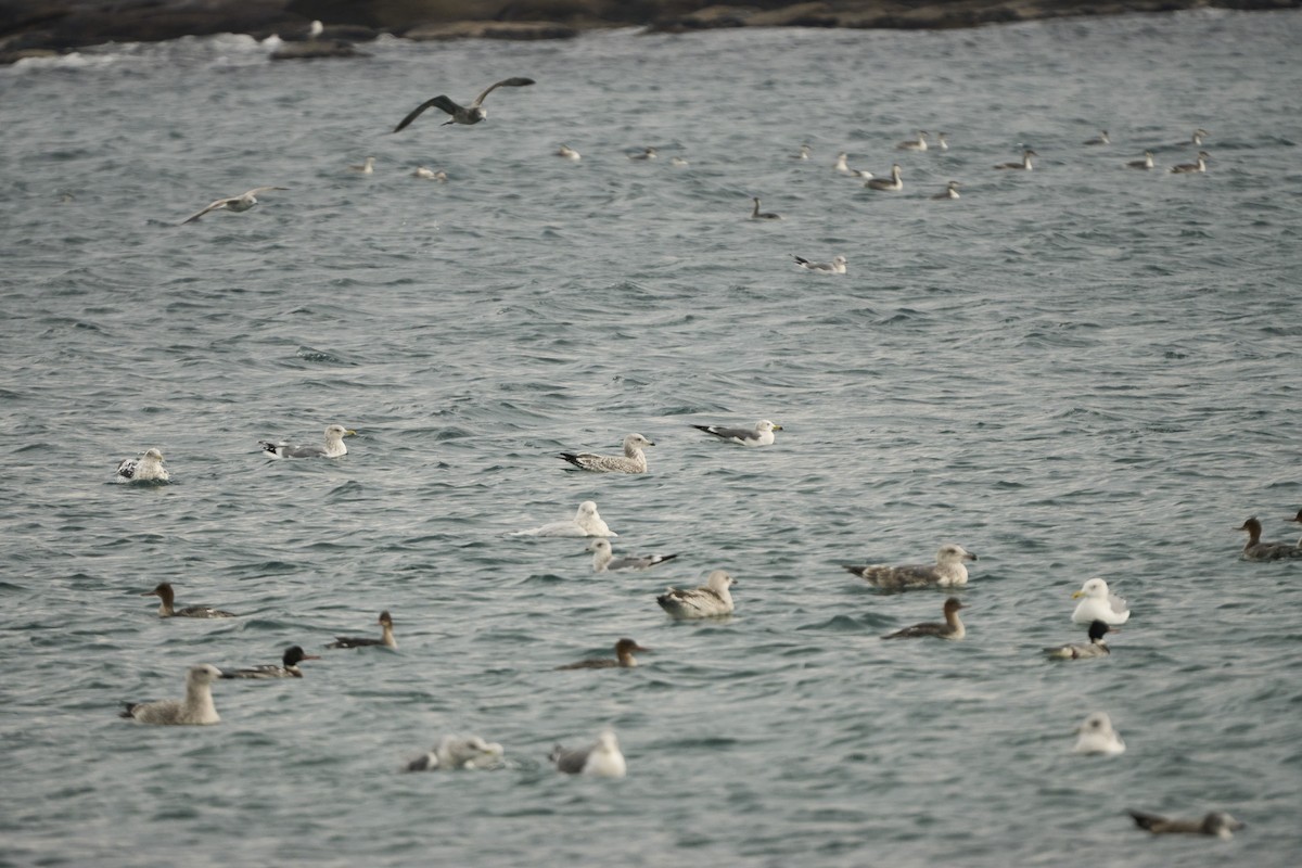 Gavión Hiperbóreo - ML647279774