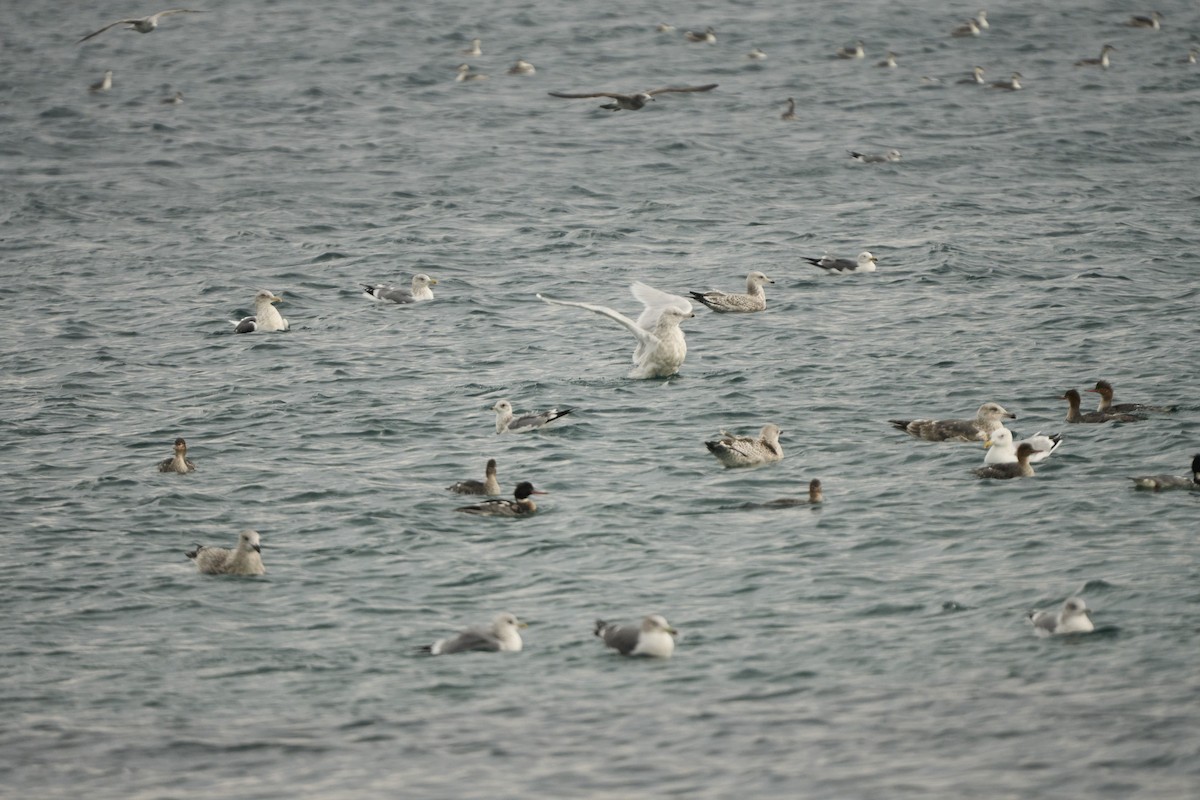 Gavión Hiperbóreo - ML647279775