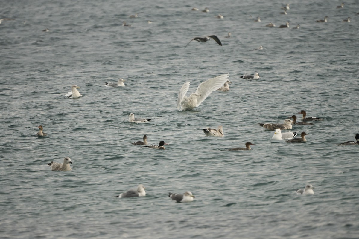 Gavión Hiperbóreo - ML647279776