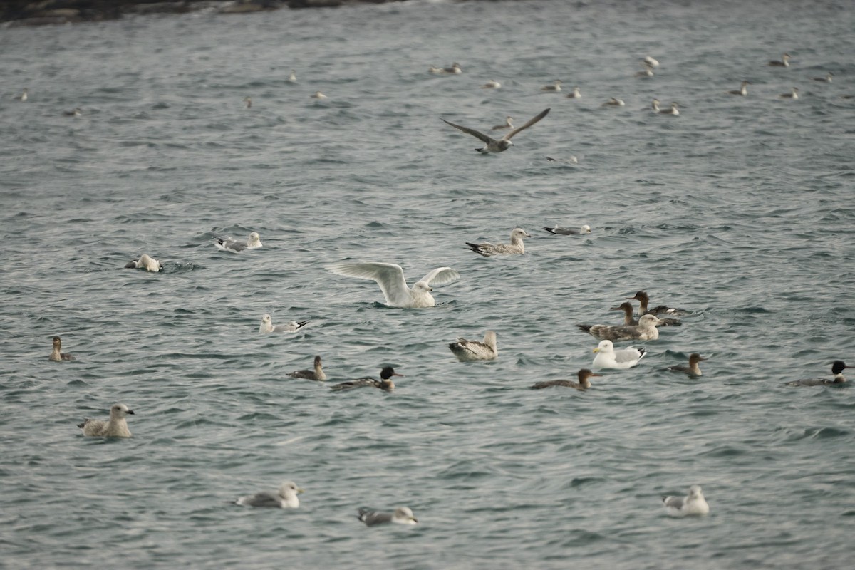 Gavión Hiperbóreo - ML647279777