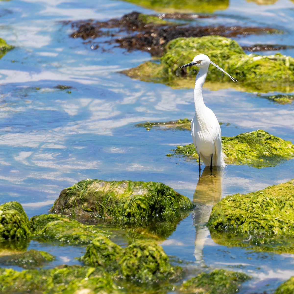Little Egret - ML647279781