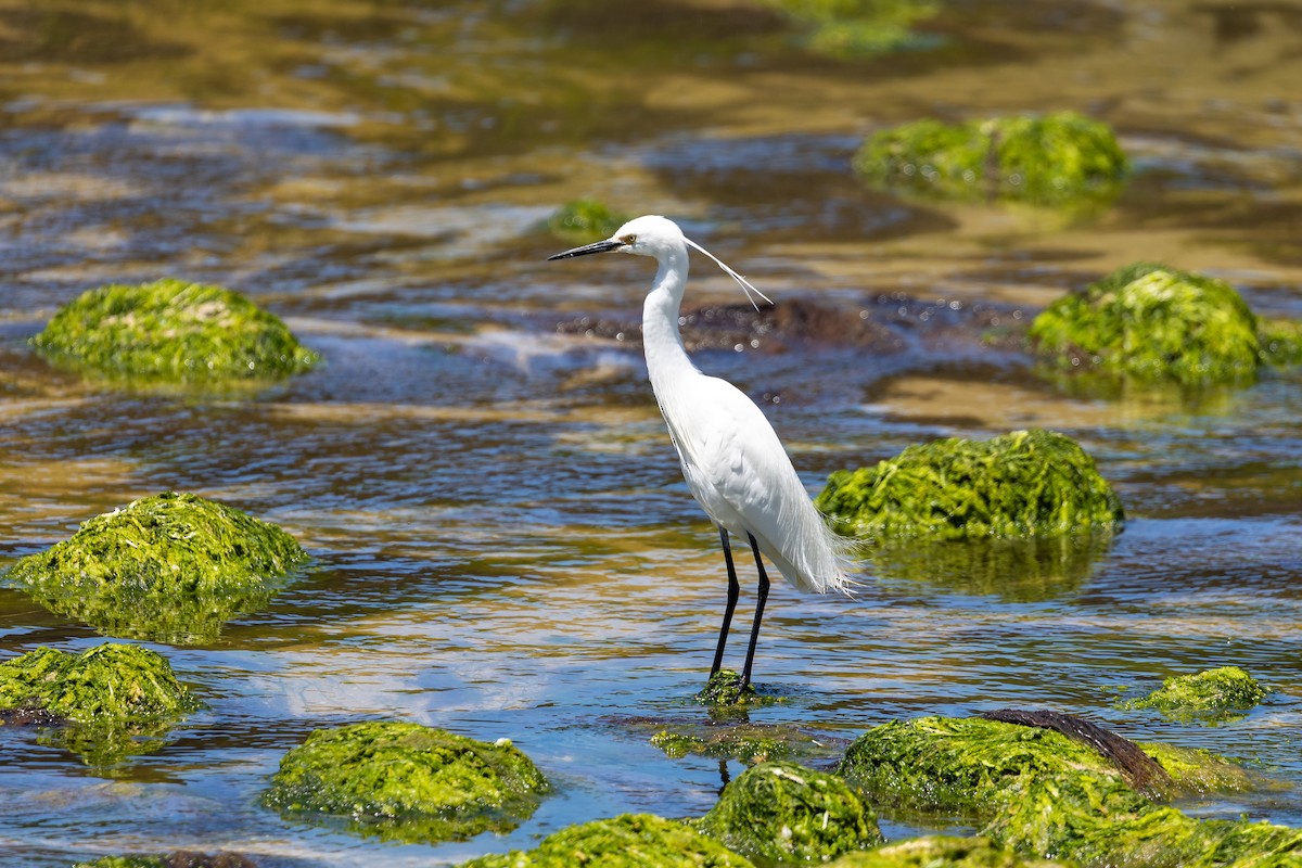 Little Egret - ML647279782