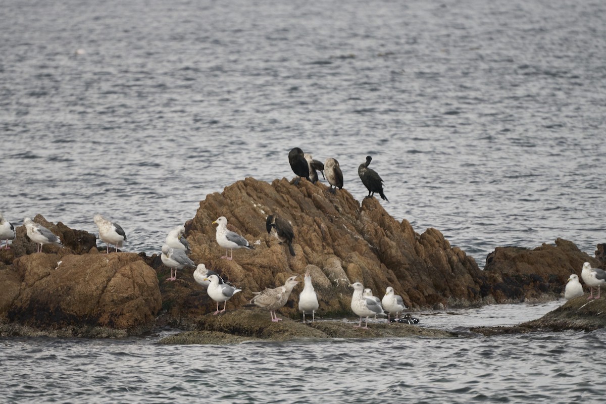 Japanese Cormorant - ML647279787