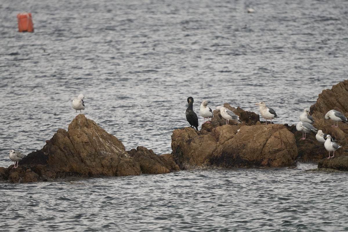 Japanese Cormorant - ML647279788