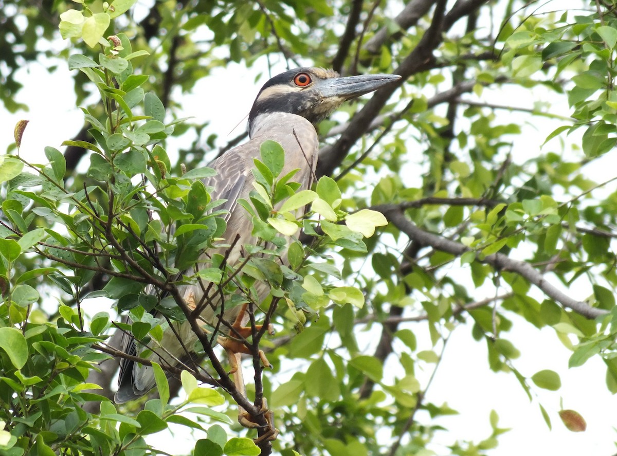 Yellow-crowned Night Heron - ML647279794