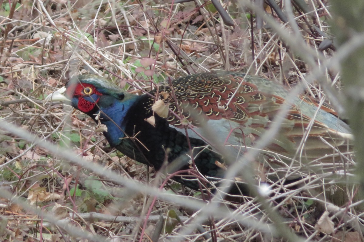 Green Pheasant - ML647279808