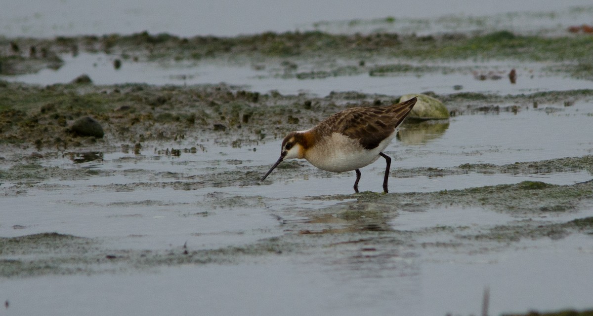 Wilson's Phalarope - ML647279809