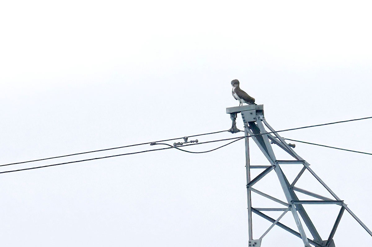 Beaudouin's Snake-Eagle - ML647279814