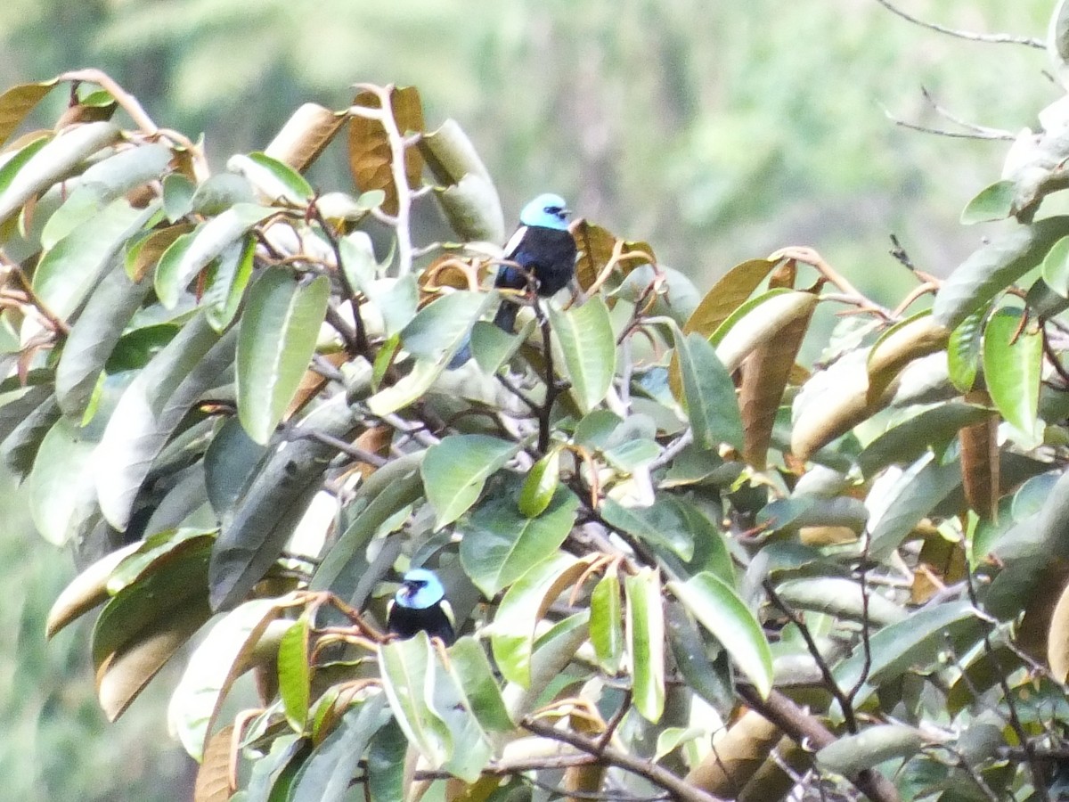 Танагра блакитношия - ML647279816