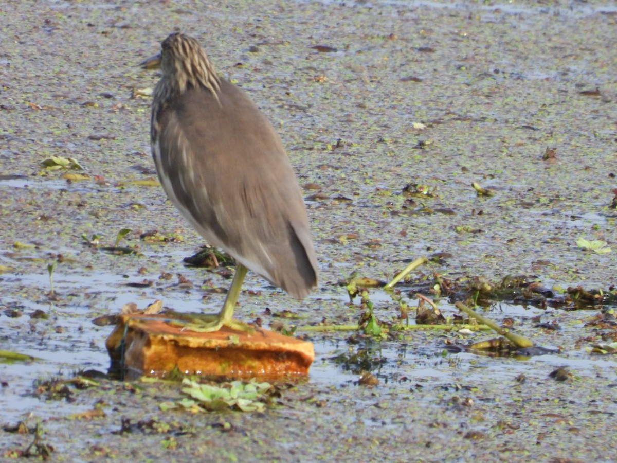 Indian Pond-Heron - ML647279832