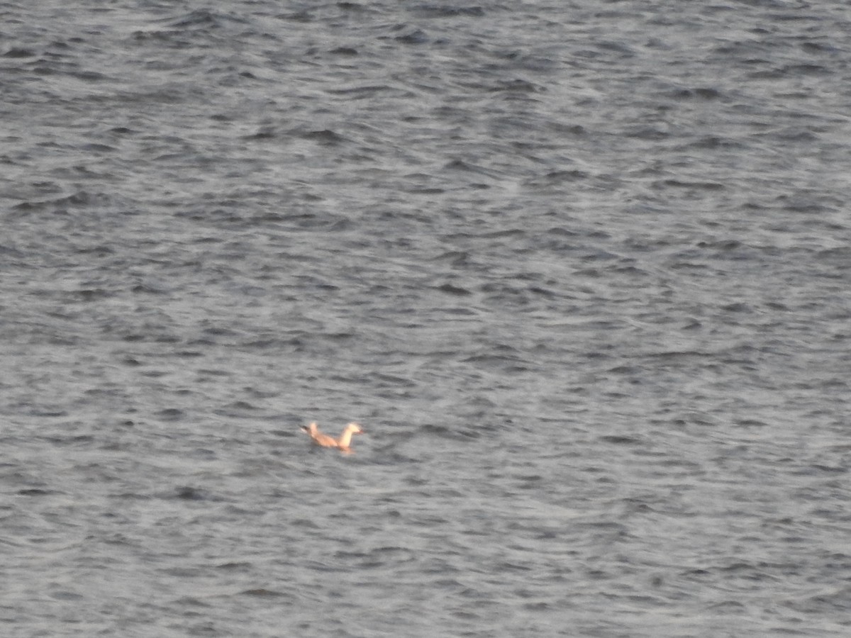 Морской голубок - ML647279833