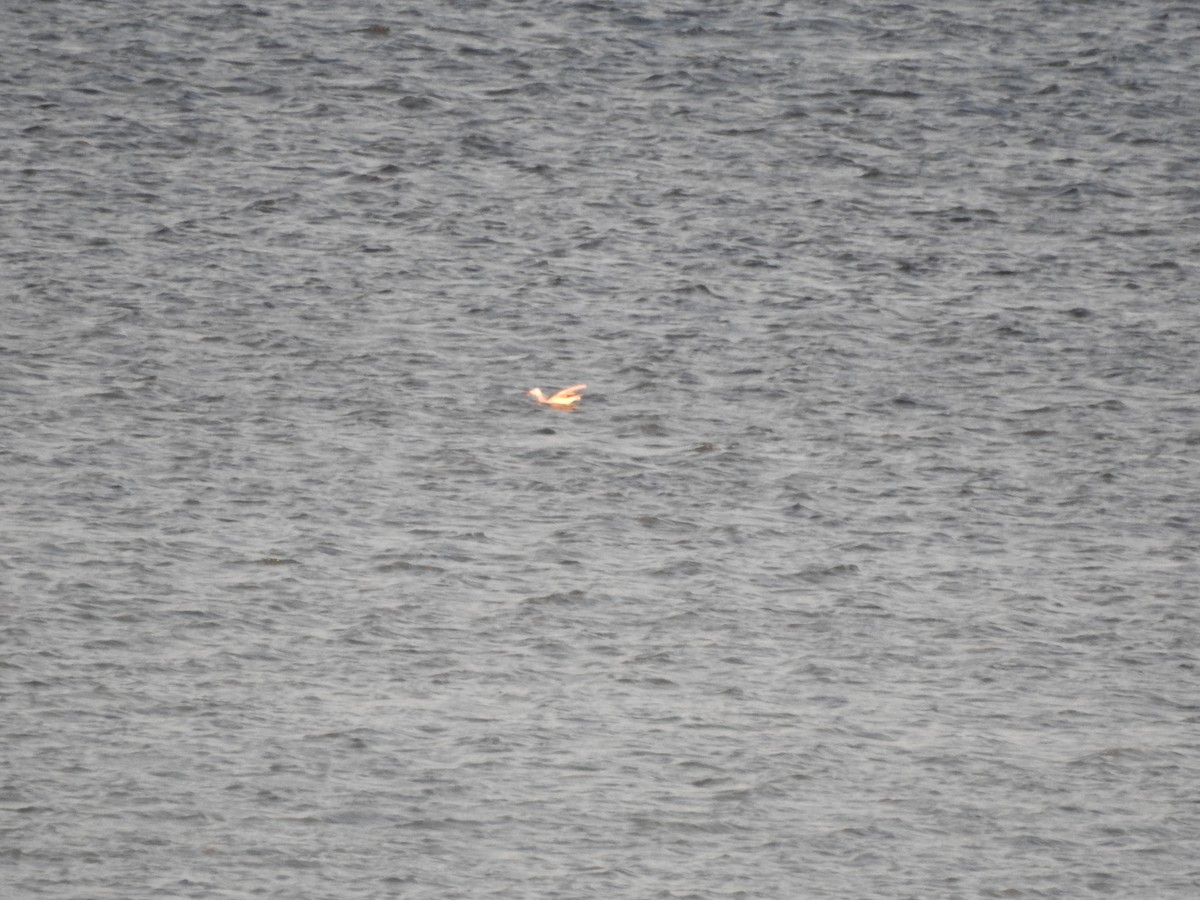 Морской голубок - ML647279834